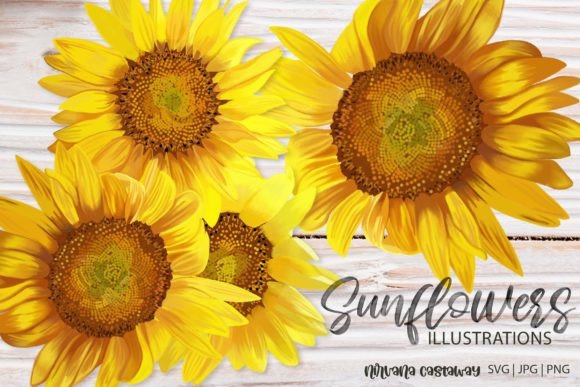 Download Summer Sunflower Illustrations SVG PNG - Illustration Collection