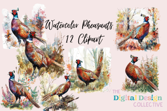 Download Pheasant Bird Illustration Watercolor - Illustration Collection